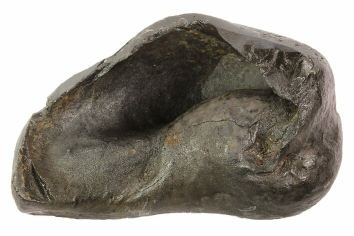 Fossil Whale Ear Bone - Miocene #95728